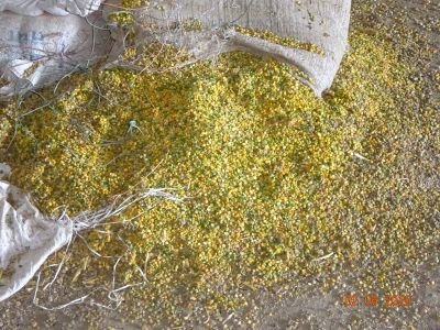 Damaged Stock of Juwar, & Many more pulses